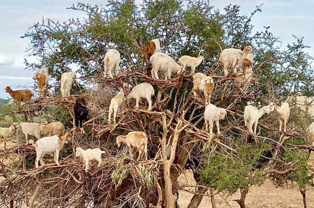 Goats in argan trees