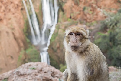 Barbary Macaque Ouzoud Waterfalls